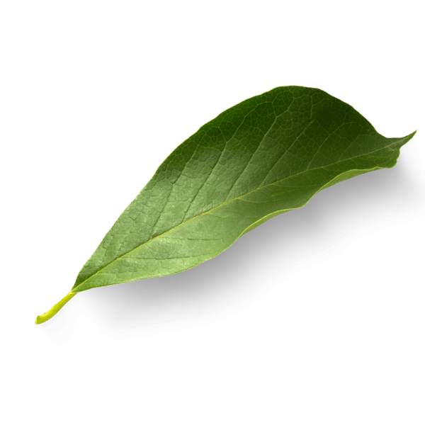 Bangz Design Asset Square D Bangz Design Asset Square D